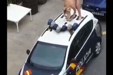 La mujer de 41 años se desnudó y se subió al techo de un patrullero tras haber salido de prisión