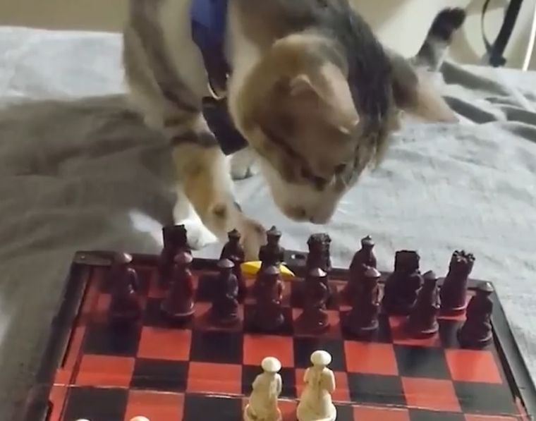 El gato juega al ajedrez con su dueño y el video se hizo viral