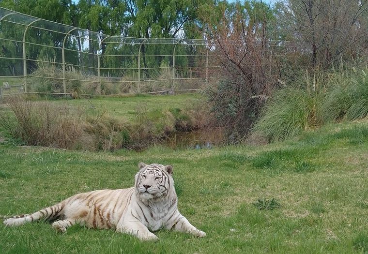 La Policía cree que los ladrones sabían que en la jaula del tigre blanco se guardaba la caja de seguridad con la recaudación del zoo Foto: Facebook Bubalcó
