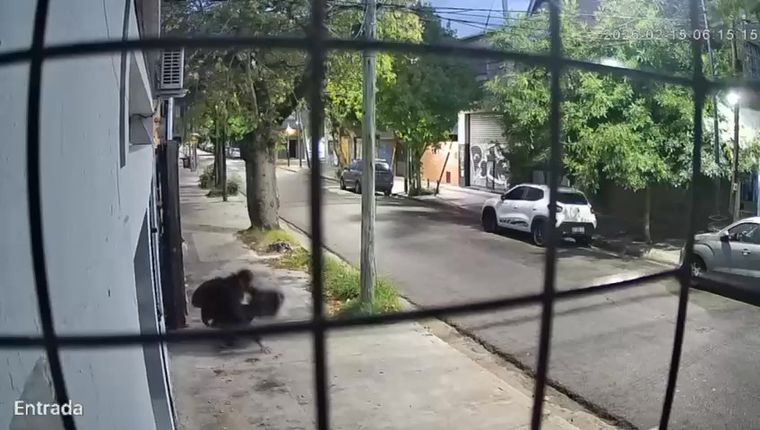 San Isidro: denuncian que un hombre robó más de 300 gatos y los abandonó en un baldío