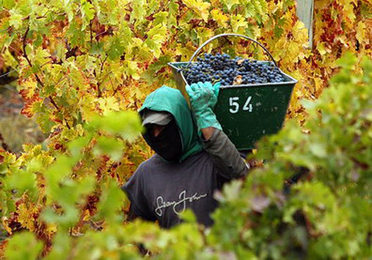 El vino blanco, que concentra el 22% de las existencias, es el que más sufre la caía en los precios. Foto: Nacho Gaffuri / MDZ