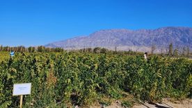 Semillas producidas por el INTA en su Centro Regional Mendoza–San Juan llegarán al espacio en una nueva investigación. Semillas producidas por el INTA en su Centro Regional Mendoza–San Juan llegarán al espacio en una nueva investigación.