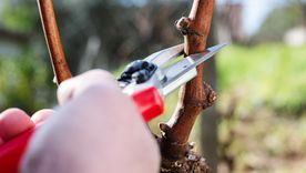 Los especialistas en jardinería recomiendan aprovechar el reposo invernal para realizar podas estratégicas. Foto: Shutterstock Los especialistas en jardinería recomiendan aprovechar el reposo invernal para realizar podas estratégicas. Foto: Shutterstock