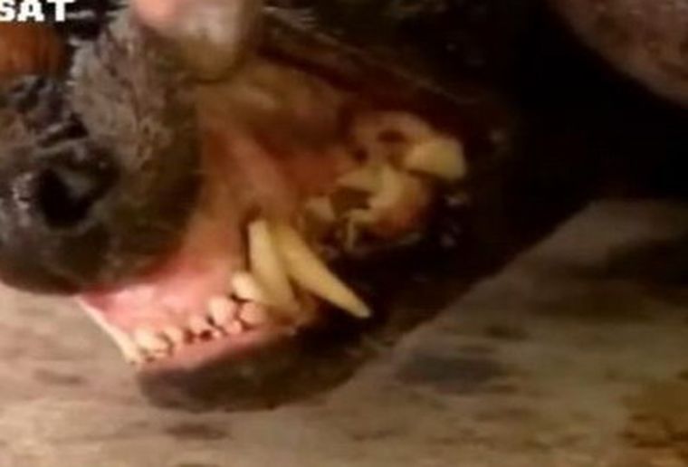 Así se ve el chupacabras en el video. Foto: Captura de video