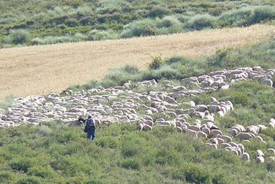 MDZol | Ovejas. Foto: Flickr.