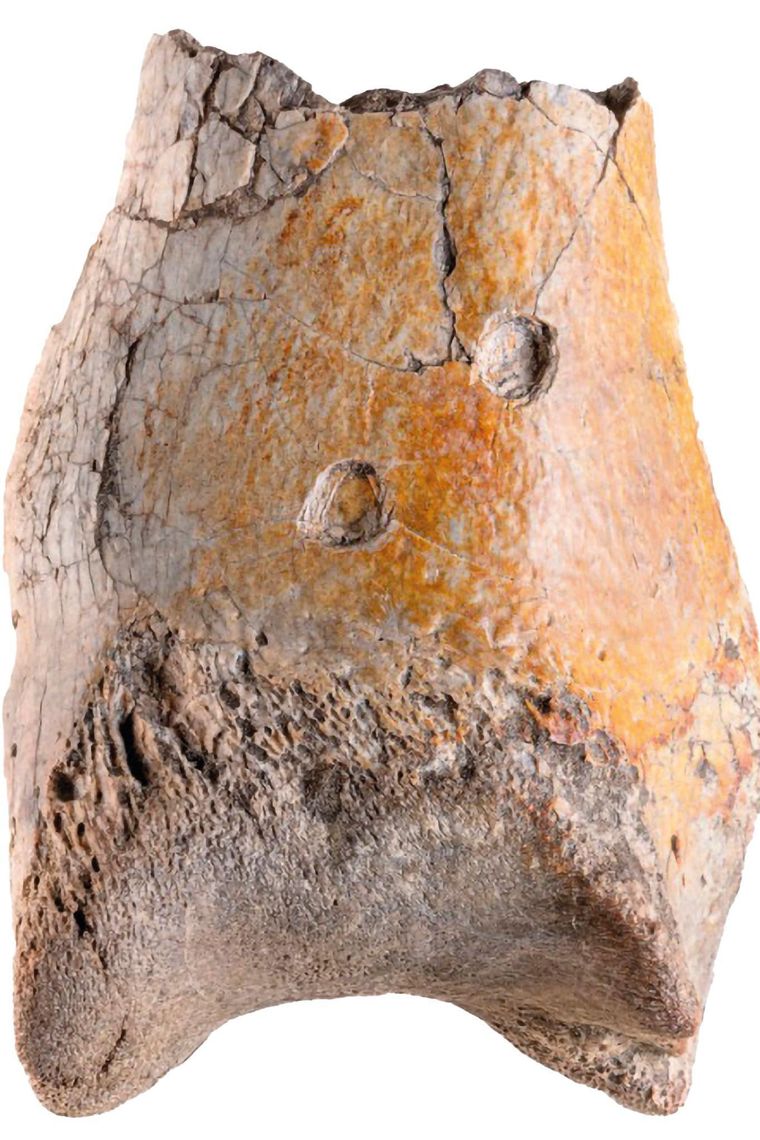 Las marcas de los colmillos con claramente visibles en el trozo de hueso fosilizado.