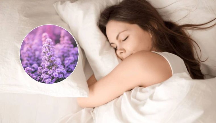 ¿Qué plantas debes tener para dormir mejor? (Shutterstock)