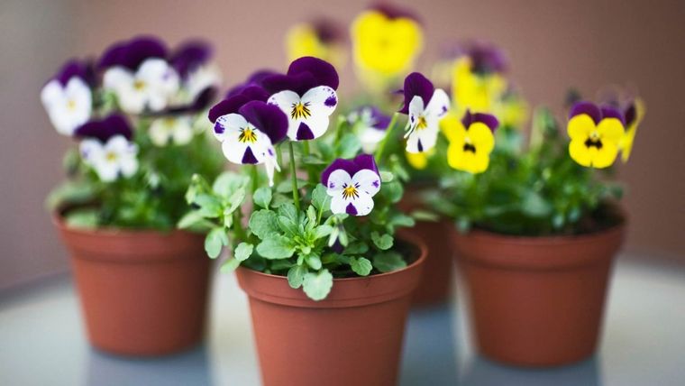 Foto: hogarmania.com