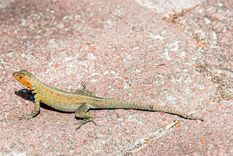 La presencia de las lagartijas tienen un importante significado Foto: Shutterstock