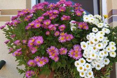 Flores en otoño.