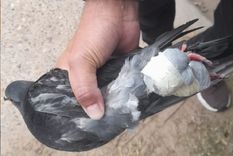La paloma trasladaba marihuana en cada una de sus patas