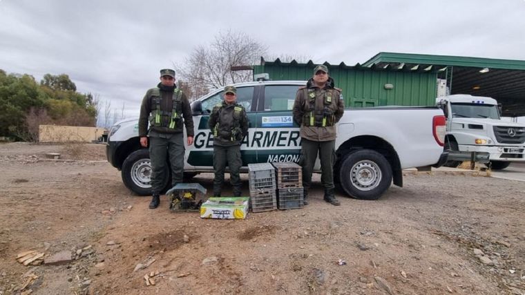 Policiales Gendarmeria Aves silvestres El procedimiento de Gendarmería Nacional Foto: Gendarmería Nacional Argentina