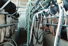 el 80 % de los tambos en santa fe estan devastados