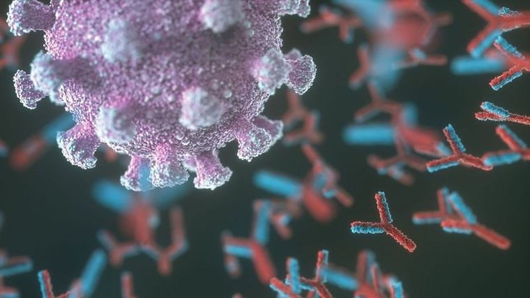 Los anticuerpos son clave para combatir los virus, pero a veces se vuelven rebeldes y atacan órganos y tejidos sanos. Foto: GETTY IMAGES