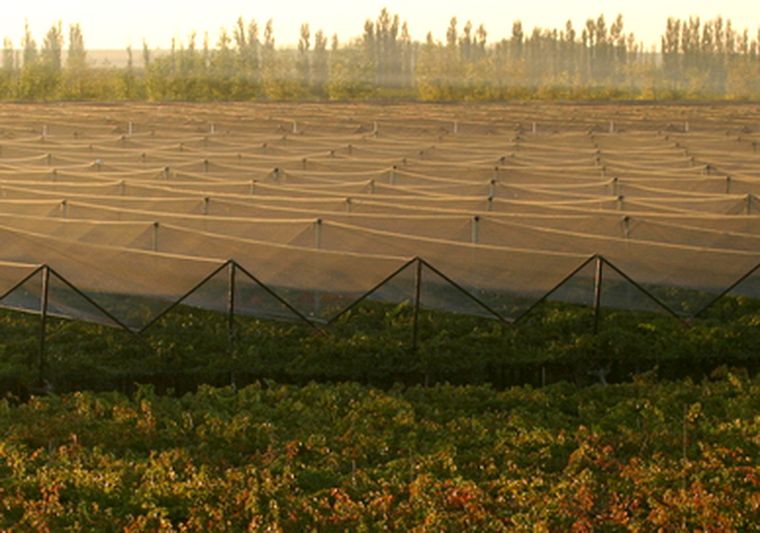 Actualmente la demanda de malla en Mendoza es muy alta. Foto: Gentileza Familia Zuccardi