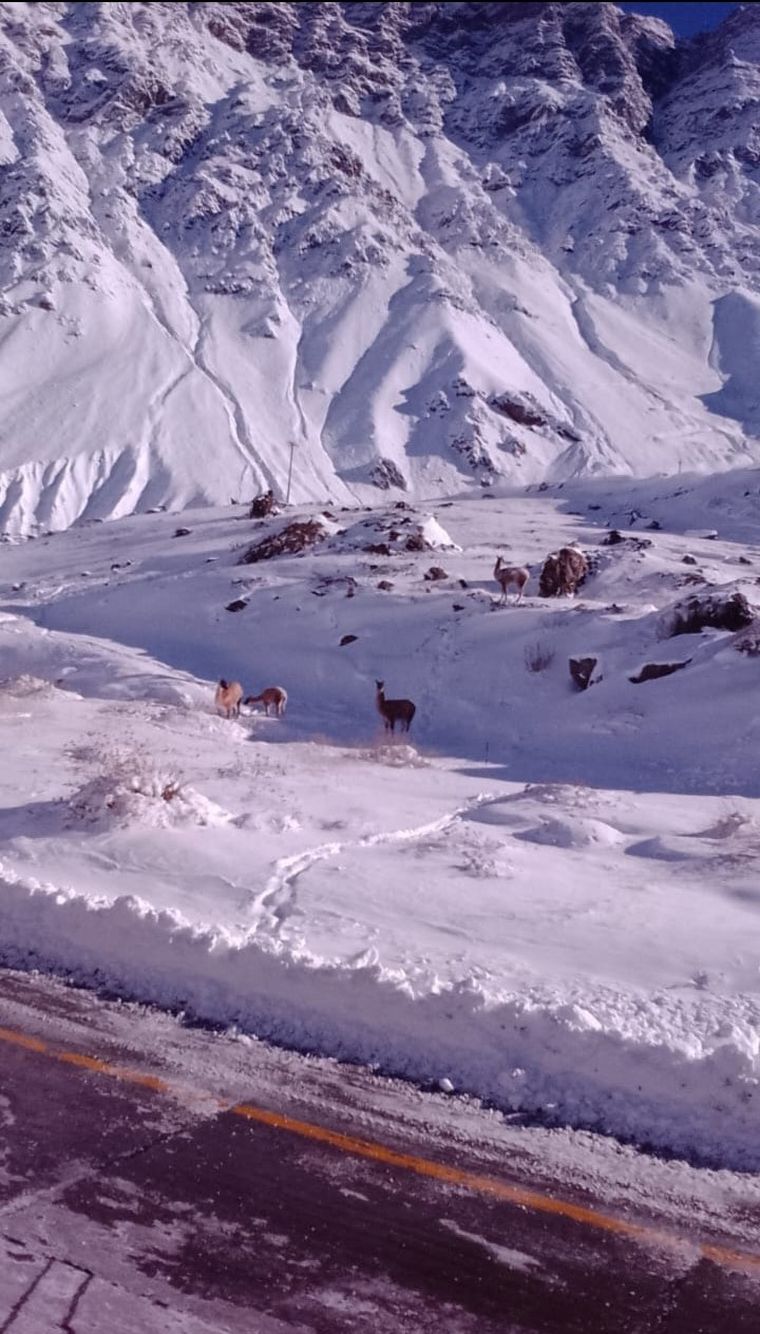 La nevada registrada en los Caracoles de Chile dejó imágenes llamativas: un grupo de guanacos descendió y fue fotografiado junto a la ruta. La nevada registrada en los Caracoles de Chile dejó imágenes llamativas: un grupo de guanacos descendió y fue fotografiado junto a la ruta.