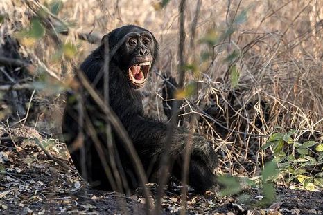 La violencia entre chimpancés puede hablar sobre el origen de los conflictos humanos. La violencia entre chimpancés puede hablar sobre el origen de los conflictos humanos.