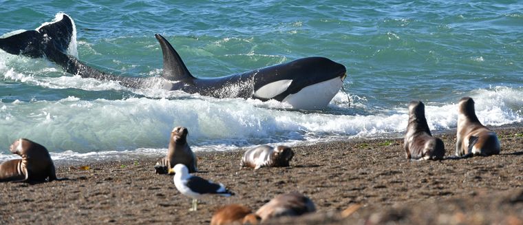 Las orcas se impulsan deliberadamente fuera del agua en marea alta para capturar crías de lobos o elefantes marinos cerca de la orilla. Las orcas se impulsan deliberadamente fuera del agua en marea alta para capturar crías de lobos o elefantes marinos cerca de la orilla.