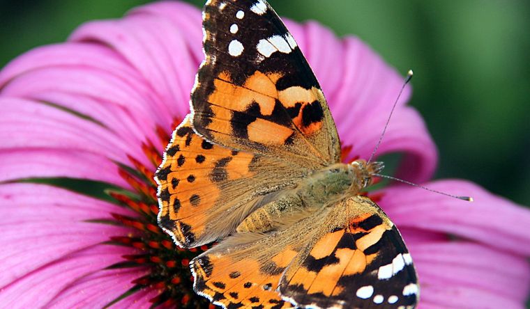 Un sueño con mucho simbolismo. Foto: Wikipedia.