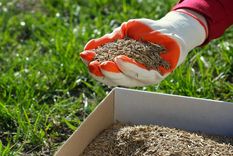 Estos son los consejos que necesitás aplicar en tu jardín para cuidarlo del frío Foto: Shutterstock