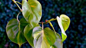 Philodendrons Foto: Archivo