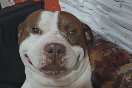El tierno pitbull viral que conquista las redes sociales. Foto: Archivo El tierno pitbull viral que conquista las redes sociales. Foto: Archivo