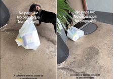 El salchicha se hizo viral por colaborar en su casa. Foto: Archivo MDZ
