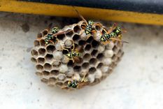 Las avispas son insectos que, definitivamente, no quieres tener en tu jardín. Foto: seviplagas