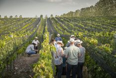 Mendoza fue elegida “Capital Iberoamericana de la Armonía Gastronómica. Protagonista el Vino 2023” Foto: Terrazas de Los Andes Mendoza fue elegida “Capital Iberoamericana de la Armonía Gastronómica. Protagonista el Vino 2023” Foto: Terrazas de Los Andes