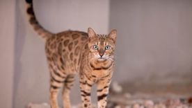 Qué significan los maullidos del gato y cuándo preocuparse. Foto: Archivo Qué significan los maullidos del gato y cuándo preocuparse. Foto: Archivo