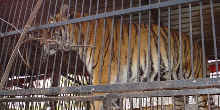 Uno de los tigres del Circo Australiano.