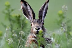 Los conejos silvestres tienen el nuevo coronavirus, según el estudio. Foto: Efe.