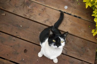 MDZol | Foto: Internet