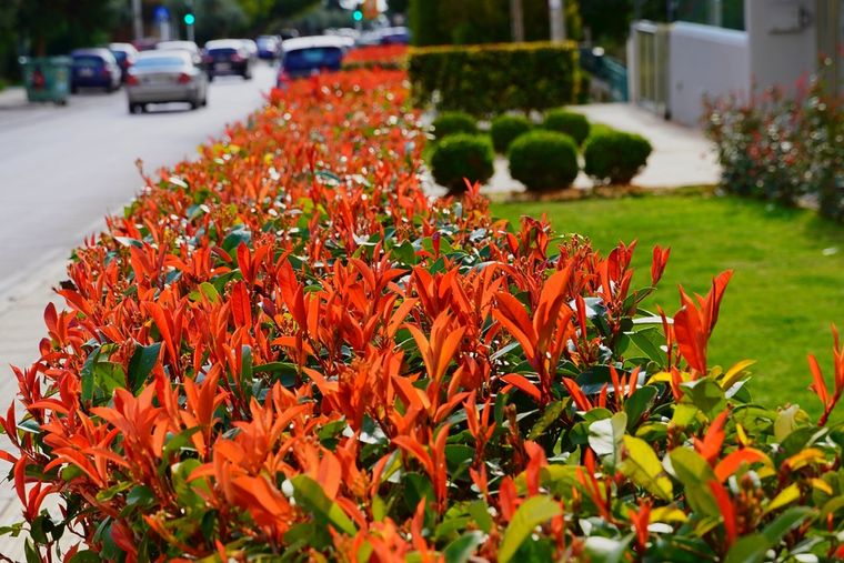 La photinia se impone en jardines y entradas: el arbusto ideal para crear cercos vivos con estilo y bajo mantenimiento. Foto: Shutterstock La photinia se impone en jardines y entradas: el arbusto ideal para crear cercos vivos con estilo y bajo mantenimiento. Foto: Shutterstock