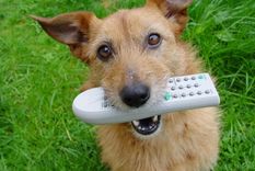 Foto: Dog TV Foto: Dog TV