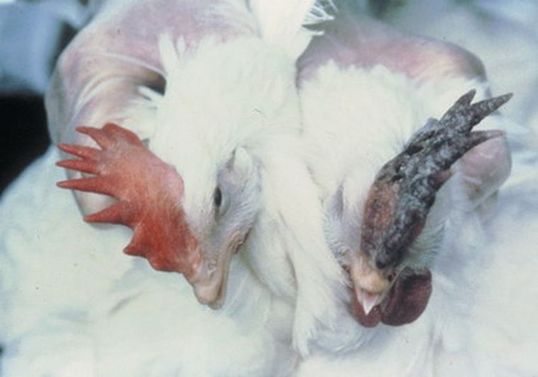 Esta semana no habrá pollos para faenar. Foto: web