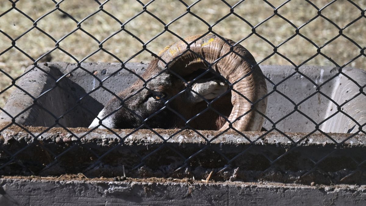 Fotos y videos: cómo están las obras del Ecoparque y los animales del predio