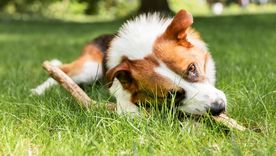 Hay muchas plantas que se ajustan a los requisitos de un jardín que admite mascotas. Foto: Freepik