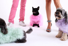 Las prendas lujosas y carísimas para perros se venden en todo el mundo.