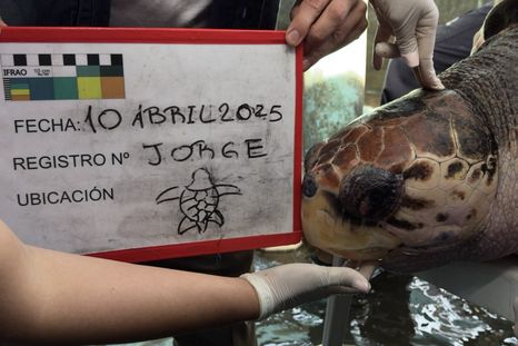 El tortugo Jorge antes de ser liberado. Foto: Gentileza El tortugo Jorge antes de ser liberado. Foto: Gentileza