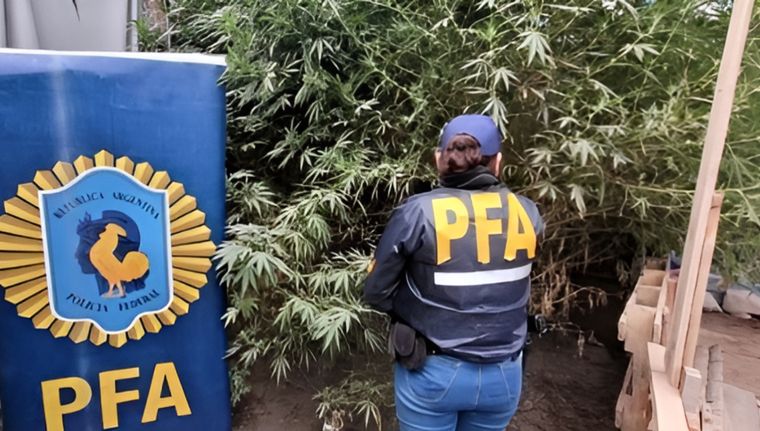 La plantación descubierta por los detectives de la Policía Federal. Foto: Gentileza.