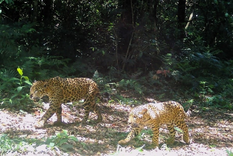 Los científicos vienen monitoreando a los yaguaretés con cámaras trampas desde 2019