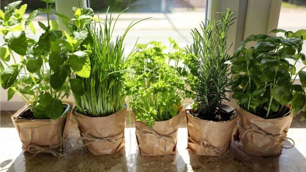 Cuatro plantas con fragancias naturales para perfumar el interior del hogar