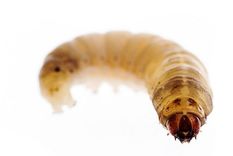 Estos insectos destuyen rápidamente el jardín. Foto: GETTY IMAGES