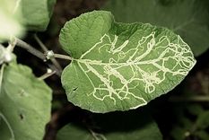 El gusano minador deja una huella reconocible en las plantas Foto: Shutterstock