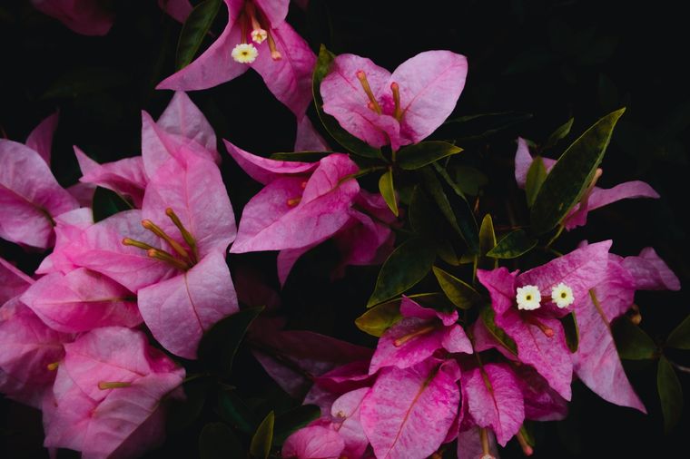 JARDÍN Esta bella planta pertenece al género Bougainvillea, y es popularmente conocida como veranera o Santa Rita Foto: Fuente: Shutterstock