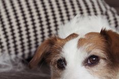 Aunque amamos a nuestras mascotas muchas veces sus pelos suelen ser molestos Foto: Shutterstock