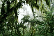 El paisaje de las yungas jujeñas cambia con la altura y ofrece una de las postales menos difundidas del norte argentino.