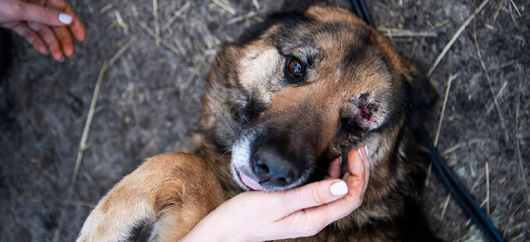 Un perro sangra por una herida causada por un soldado ruso Foto: DW