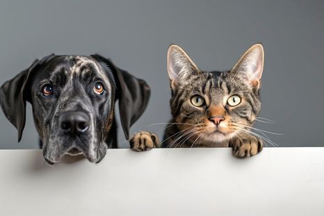 Los alimentos que nunca deberías darle a tu perro o gato. Foto: Pixabay Los alimentos que nunca deberías darle a tu perro o gato. Foto: Pixabay